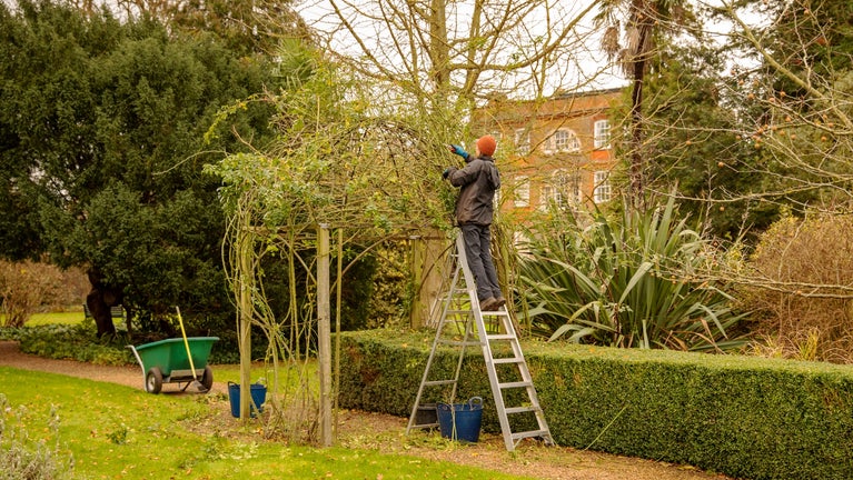 Winter pruning of the Rose Arch at Peckover Gardens.